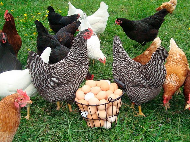 Содержание кур и уход за ними | ЗооТом - продажа, вязка и услуги для животных в Железногорске-Илимском