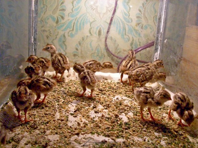 Содержание перепелов и уход за ними в Железногорске-Илимском | ЗооТом портал о животных