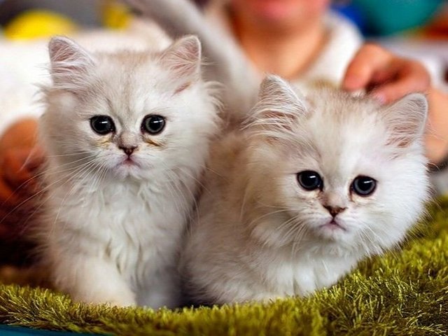 Породы кошек в Железногорске-Илимском | ЗооТом портал о животных