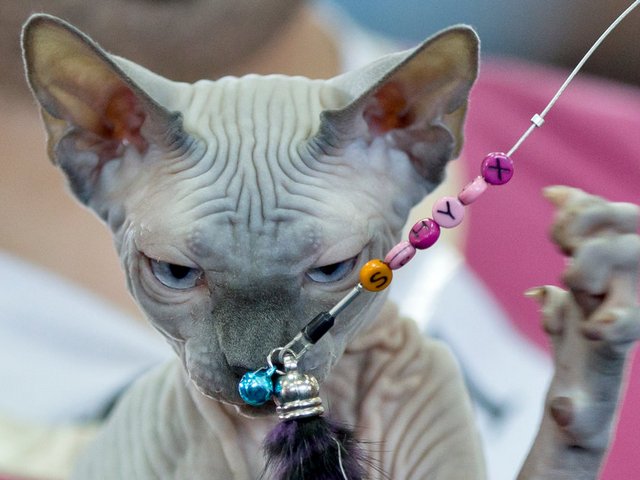 Выставки кошек в Железногорске-Илимском | ЗооТом портал о животных