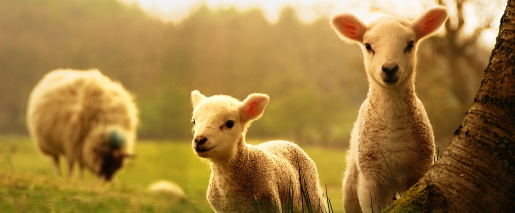 Объявления о сельскохозяйственных животных | ЗооТом - продажа, вязка и услуги для животных в Железногорске-Илимском