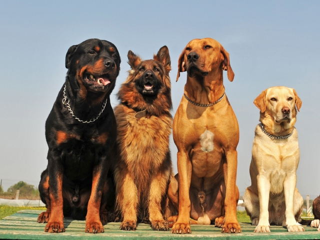 Крупные породы собак в Железногорске-Илимском | ЗооТом портал о животных