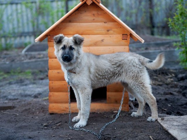 Все о собаках в Железногорске-Илимском Все о собаках в Железногорске-Илимском
